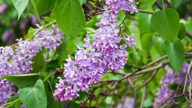 Photo of Cura di Syringa vulgaris, Lilla o Lilo