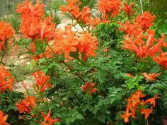 Photo of Cura di Tecoma capensis, Bignonia roja o Tecomaria