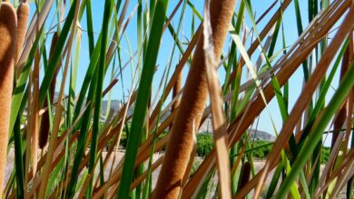 Photo of Cura di Typha latifolia, Espadaña o Anea