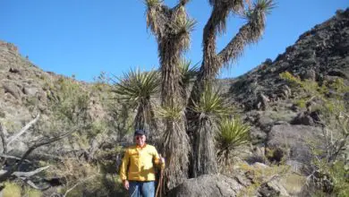 Photo of Cura di Yucca schidigera o Mojave Yucca