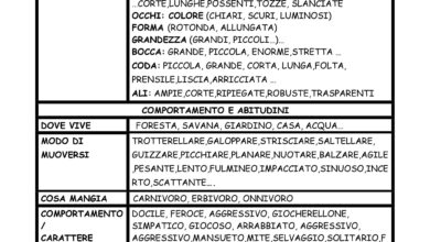 Photo of Cura e caratteristiche di Kidron o Louisa