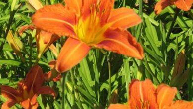 Photo of Cura e coltivazione del fiore del giorno o Hemerocallis