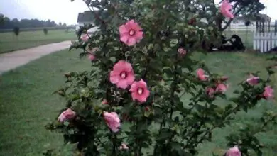 Photo of Cura e coltivazione della rosa siriana (Hibiscus syriacus)