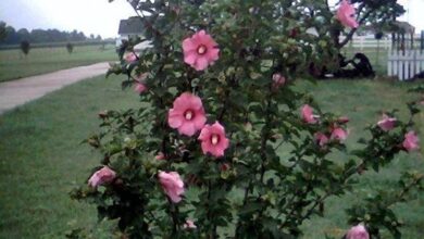 Photo of Cura e coltivazione della rosa siriana (Hibiscus syriacus)