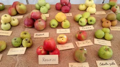 Photo of Cura e varietà di meli