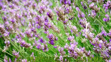 Photo of Cura fenomenale della lavanda – Come coltivare piante di lavanda fenomenali