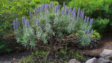 Photo of Cura per l’Echium webbii o Blue Harrier