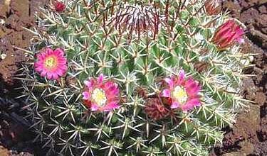 Photo of Cuscino di cactus, Mammillare