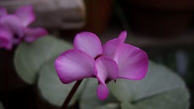 Photo of Cyclamen coum Cyclamen of Cos Island