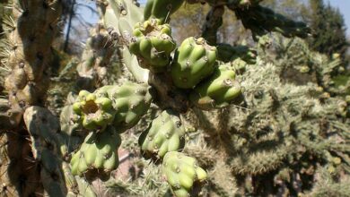 Photo of Cylindropuntia imbricata o Tencholote