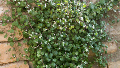 Photo of Cymbalaria muralis Cymbalaria muralis, ruine de Rome