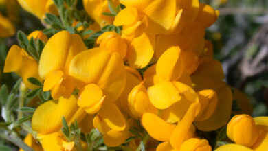 Photo of Cytisus