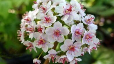 Photo of Darmera peltata, rhubarbe indienne, plante parapluie