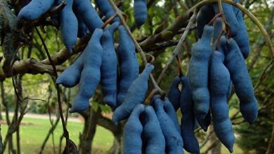 Photo of Decaisnea fargesii Fagiolo blu, Salsiccia blu