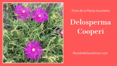 Photo of Delosperma cooperi Rosa Delosperma, Verdolaga de Cooper