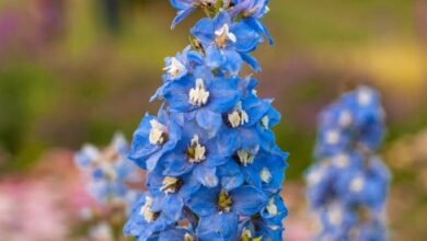 Photo of Delphinium ajacis, una pianta con fiori a spiga