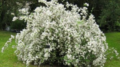 Photo of Deutzia x molto elegante Deutzie elegante