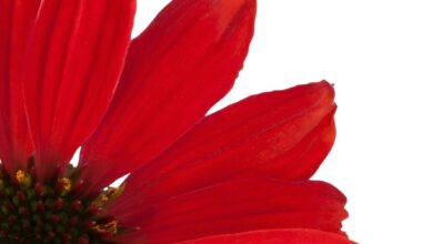 Photo of Dianthus plumarius o garofano coronato, una pianta apprezzata per il suo lungo periodo di fioritura.