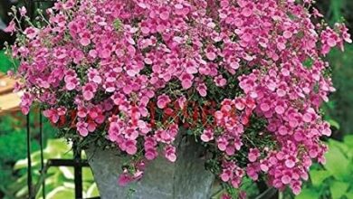 Photo of Diascia