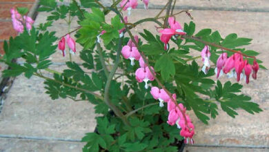 Photo of Dicentra con foglie di felce