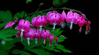 Photo of Dicentra Cuore bruciato, Cuore sanguinante