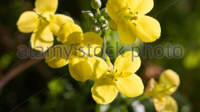 Photo of Diplotassi tenuifolia razzo selvatico, razzo perenne, diplotassi a foglie strette, razzo giallo