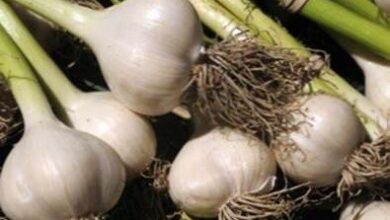 Photo of Diversi tipi di aglio: Varietà di aglio da coltivare in giardino