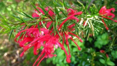 Photo of Divertimento dalla pianta di Grevillea juniperina o Grevillea arbustiva