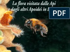 Photo of Dodonaea viscosa, un arbusto capace di ripristinare i terreni impoveriti