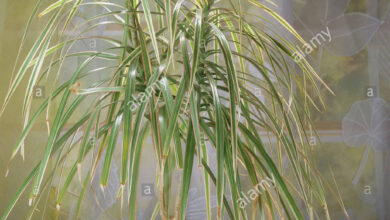 Photo of Drago del Madagascar, Dracaena del Madagascar