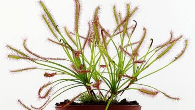 Photo of Drosera capensis, pianta carnivora senza fusto