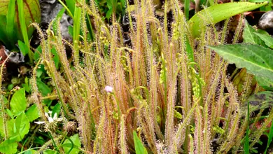 Photo of Drosera filiformis Drosera filiformis