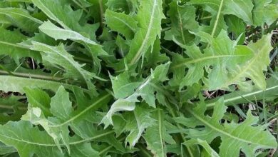 Photo of è una cicoria annuale o perenne: scopri la vita della cicoria nei giardini