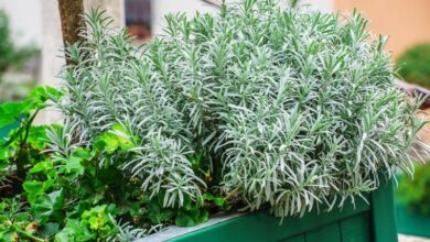 Photo of Ecco gli arbusti aromatici che dovreste avere nel vostro giardino