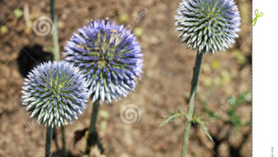 Photo of Echinops ritro Cardo blu, Palla blu