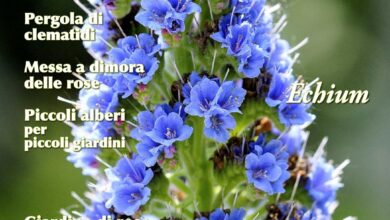 Photo of Echium wildpretti, la cui infiorescenza conica è visibile in qualsiasi giardino.