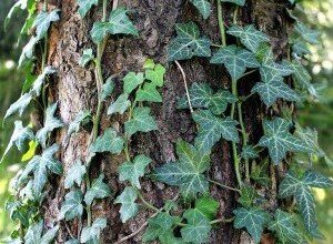 Photo of Edera da giardino tossica