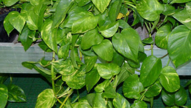 Photo of Edera del diavolo, Pothos