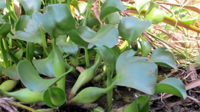 Photo of Eichhornia crassipes, una specie galleggiante considerata invasiva