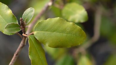 Photo of Elaeagnus x ebbingei Villa Ebbing, Ebbing Eleagnus