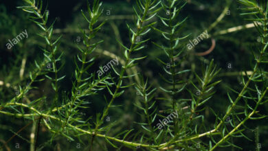 Photo of Elodea del Canada, Peste dell’acqua