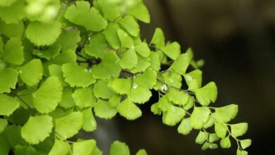 Photo of Entretien de la plante Adiantum capillus-veneris ou Culantrillo de pozo