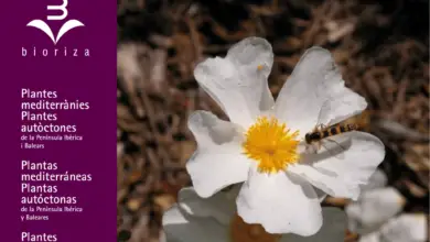 Photo of Entretien de la plante Atriplex halimus, Orzaga ou Salado blanco