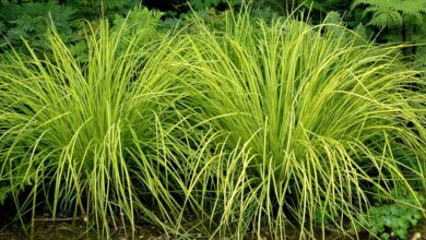 Photo of Entretien de la plante Carex pendula