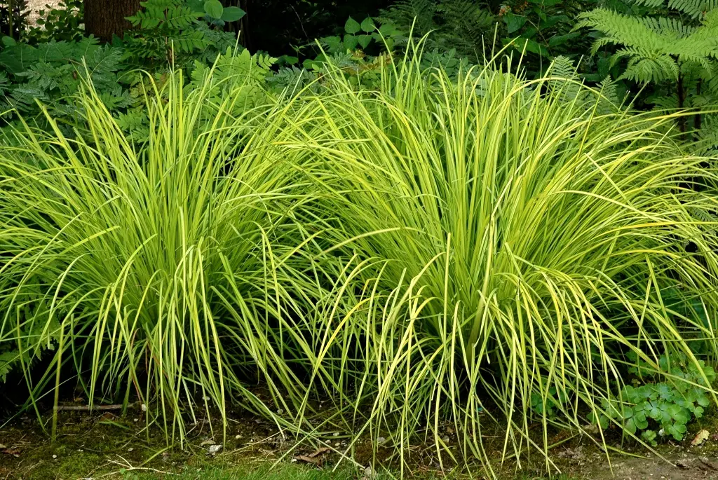 32+ Carex Pendula Teich, Die riesensegge ist das perfekte gras für