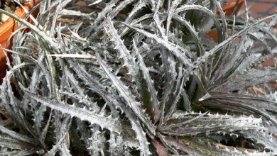 Photo of Entretien de la plante Dyckia fosteriana ou Dyckia