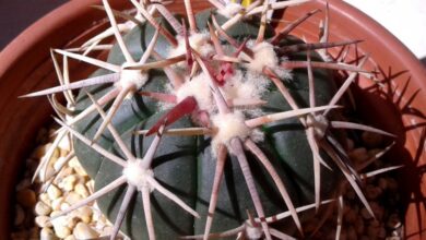 Photo of Entretien de la plante Echinocactus horizonthalonius o Biznaga Meloncillo