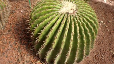 Photo of Entretien de la plante Echinocactus platyacanthus o Biznaga burra