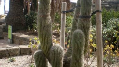 Photo of Entretien de la plante Echinopsis atacamensis ou Cardón de la puna