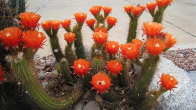 Photo of Entretien de la plante Echinopsis huascha ou Trichocereus huascha